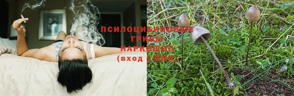 ГАЛЛЮЦИНОГЕННЫЕ ГРИБЫ Белокуриха